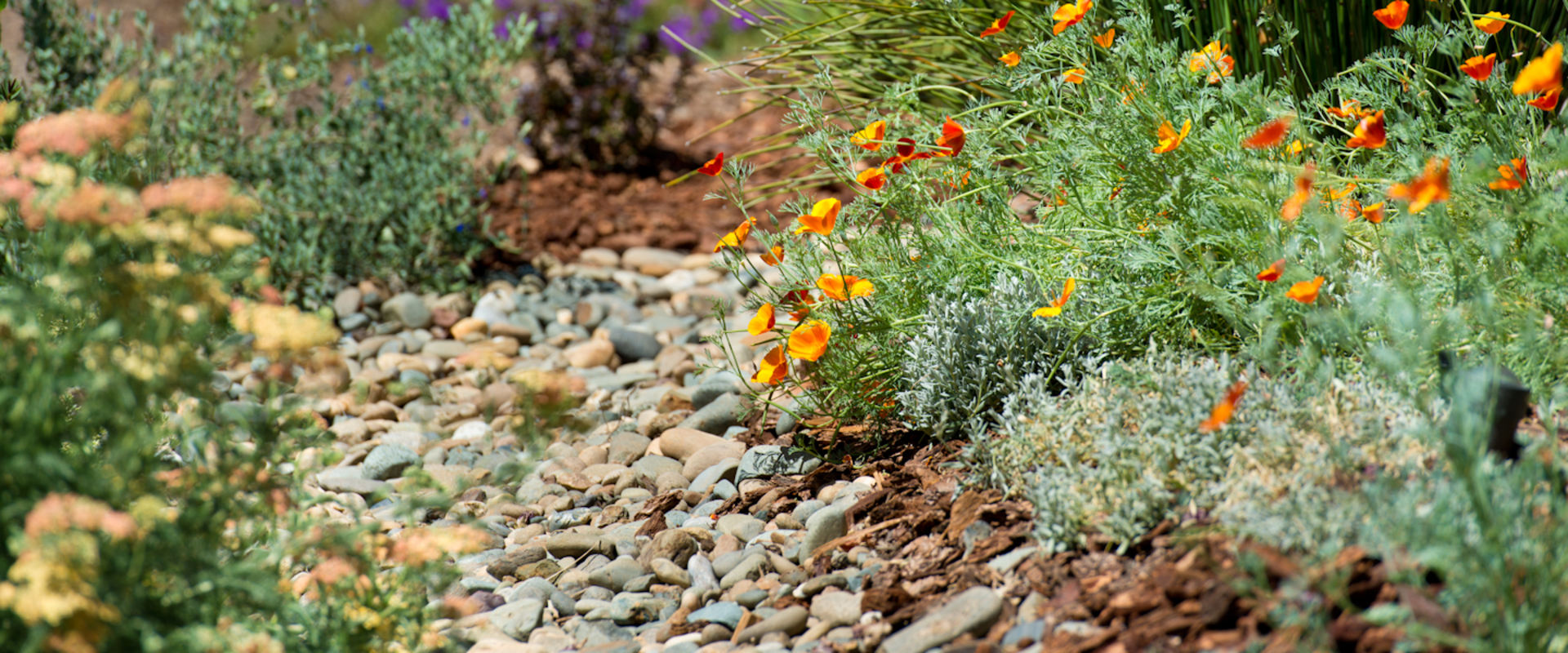 Essential Summer Maintenance Tips for Your California Landscape