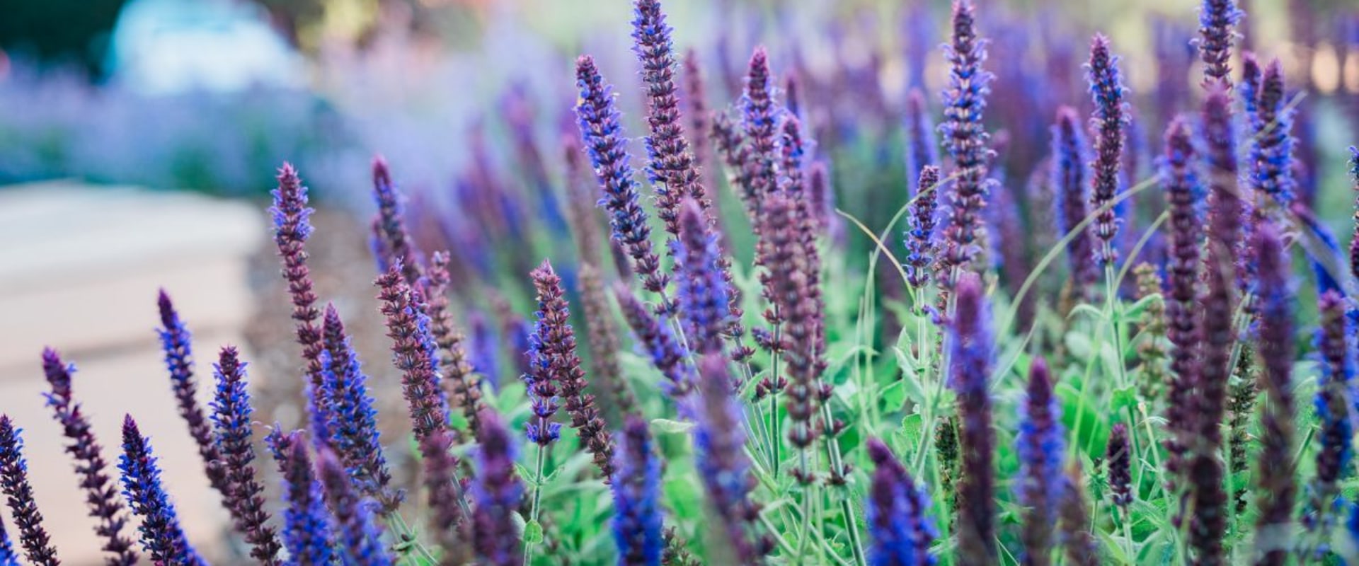 Top Drought-Tolerant Plants for California Gardens