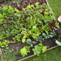 Essential Tips for Spring Planting in California Gardens