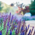 Top Drought-Tolerant Plants for California Gardens