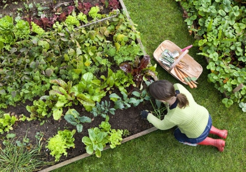 Essential Tips for Spring Planting in California Gardens