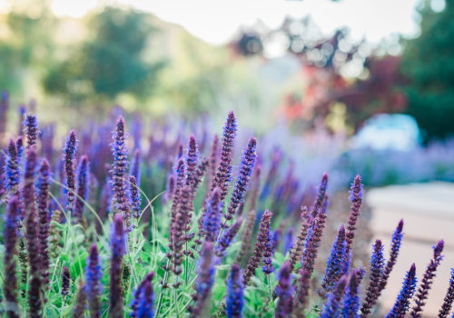 Top Drought-Tolerant Plants for California Gardens
